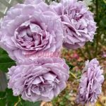 Новалис (Novalis)