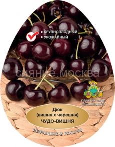 Вишня-черешня (дюк) Чудо-вишня (подвой семенной, вишня Магалебская), 1 шт (Поиск)