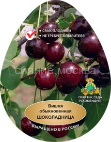 Вишня Шоколадница (подвой клоновый, Измайловский), 1 шт (Поиск)