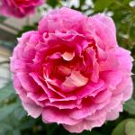 Пенелопа (Pеnelopeia)