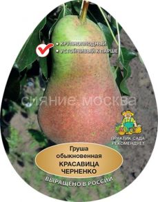 Груша Красавица Черненко (Русская красавица) (подвой семенной, груша лесная), 1 шт (Поиск)