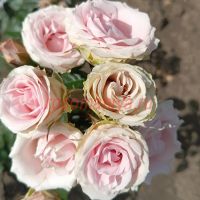 Пинк Иришка (Pink Irischka)