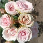 Пинк Иришка (Pink Irischka)