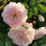 Пинк Просперити (Pink Prosperity)