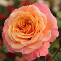 Пич Мелба (Peach Melba)