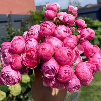 Помпонелла (Pomponella)