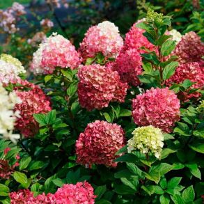 Гортензия метельчатая Литтл Лайм Панч