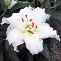 Гуапа (восточная махровая) лилия