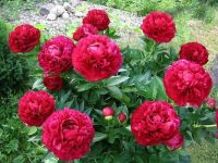 Генри Бокстом пион