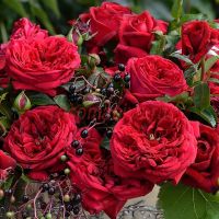 Републик де Монмартр (Republique de Montmartre)