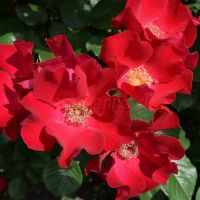 Робуста (Robusta)