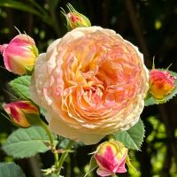 Розоман Жанон (Rosomane Janon)