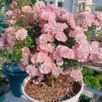 Сакураги (Sakuragi)