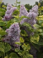 Акубофолия сирень