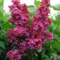 Красная Москва сирень