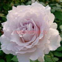 Сафиррет (Saphirret)