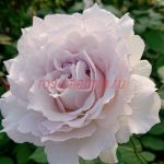 Сафиррет (Saphirret)