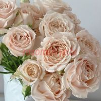 Сахара Сенсейшен (Sahara Sensation)