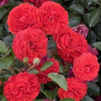 Скарлет Боника (Scarlet Bonica)