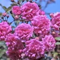 Супер Дороти (Super Dorothy)