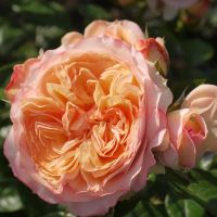 Сурир дэ Хавр(Sourire du Havre)