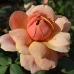 Сьёкл оф Лайф (Circle of Life)