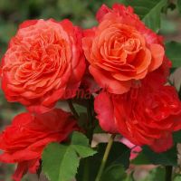 Эмильен Гийо (Emilien Guillot)