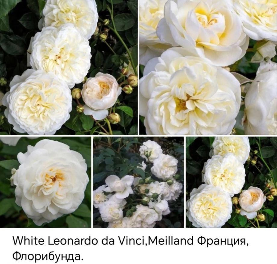 Вайт Леонардо да Винчи