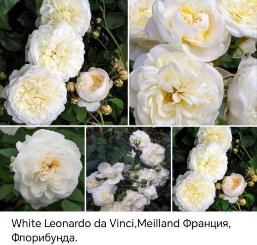 Вайт Леонардо да Винчи