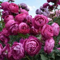 Эмперёр Шарль Катрием (Empereur Charles IV)