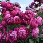 Эмперёр Шарль Катрием (Empereur Charles IV)