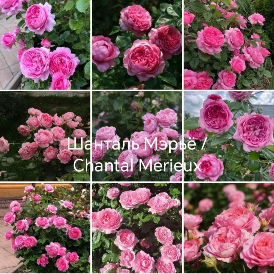 Шанталь мерье
