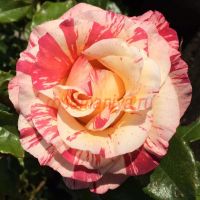 Альфред Сислэй(Alfred Sisley)