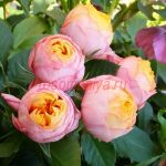 Беби Романтика (Baby Romantica)