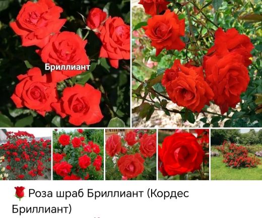 Кордес Бриллиант