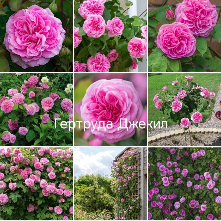 Гертруда Джекилл