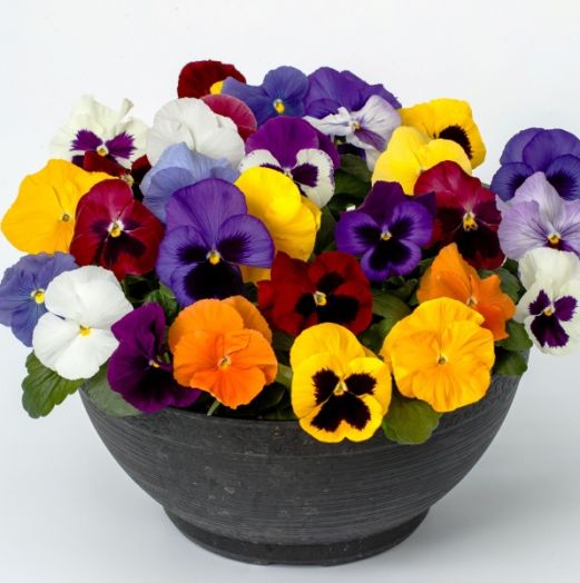 Виола виттрока (Viola wittrockiana) Delta Pro All Colours Mix, 100 семян