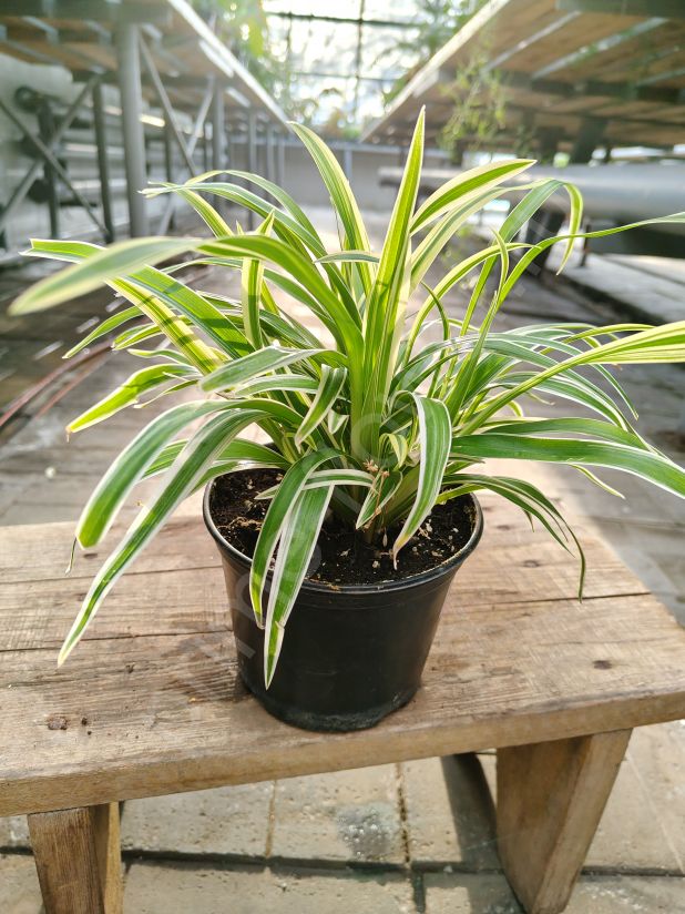 Хлорофитум Лаксум