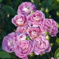 Арктик Блу (Arctic Blue) 2 сорт