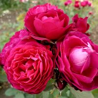 Бисентэнер де Гийо (Bicentenaire de Guillot) 2 сорт