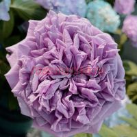 Блу Романеску (Blue Romanesque) 2 сорт