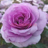 Виолет Прайд (Violet Pride) 2 сорт