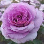 Виолет Прайд (Violet Pride) 2 сорт