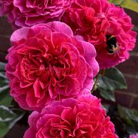 Габриэль Оак (Gabriel Oak) 2 сорт