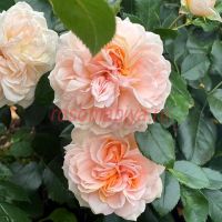 Гарден оф Розес (Garden of Roses) 2 сорт