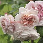 Геркулес (Herkules) 2 сорт