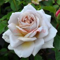 Грей Доун (Grey Dawn) 2 сорт