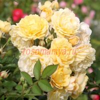 Джери Дженнингс (Jeri Jennings) 2 сорт