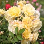 Джери Дженнингс (Jeri Jennings) 2 сорт