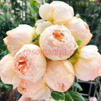 Джуд зе Обскур (Jude the Obscure) 2 сорт